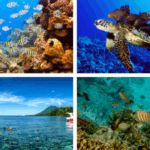 Wisata Laut Indonesia
